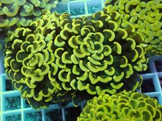 画像1: No.10 ナガレハナサンゴ　スーパーイエロー (1)