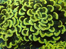 画像2: No.10 ナガレハナサンゴ　スーパーイエロー (2)