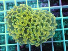 画像1: No.11 ナガレハナサンゴ　スーパーイエロー (1)