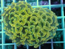 画像2: No.11 ナガレハナサンゴ　スーパーイエロー (2)