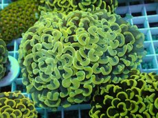 画像1: No.12 ナガレハナサンゴ　スーパーイエロー (1)