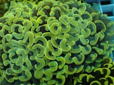 画像2: No.12 ナガレハナサンゴ　スーパーイエロー (2)