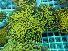 画像1: No.13 ナガレハナサンゴ　スーパーイエロー (1)