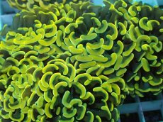 画像2: No.13 ナガレハナサンゴ　スーパーイエロー (2)