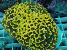 画像1: No.14 ナガレハナサンゴ　スーパーイエロー (1)