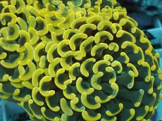 画像2: No.14 ナガレハナサンゴ　スーパーイエロー (2)