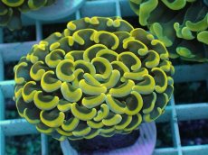 画像1: No.15 ナガレハナサンゴ　スーパーイエロー (1)