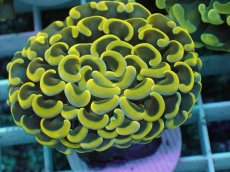 画像2: No.15 ナガレハナサンゴ　スーパーイエロー (2)
