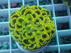 画像1: No.16 ナガレハナサンゴ　スーパーイエロー (1)