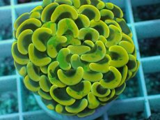 画像2: No.16 ナガレハナサンゴ　スーパーイエロー (2)