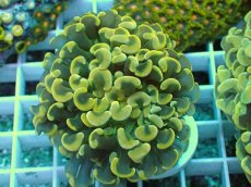 画像1: No.17 ナガレハナサンゴ　スーパーイエロー (1)