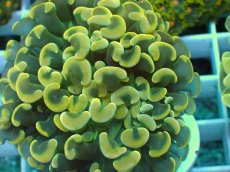 画像2: No.17 ナガレハナサンゴ　スーパーイエロー (2)