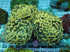 画像1: No.18 ナガレハナサンゴ　スーパーイエロー (1)