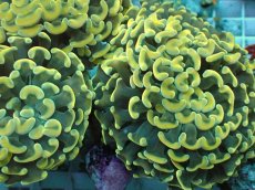 画像2: No.18 ナガレハナサンゴ　スーパーイエロー (2)