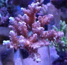 画像1: No.65 オーストラリア産 チェリーブロッサム　　【人気No.1】 (1)