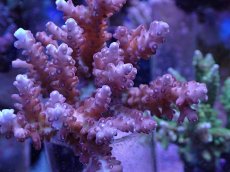 画像2: No.65 オーストラリア産 チェリーブロッサム　　【人気No.1】 (2)