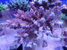 画像1: No.66 オーストラリア産 チェリーブロッサム　　【人気No.1】 (1)