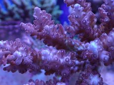 画像2: No.66 オーストラリア産 チェリーブロッサム　　【人気No.1】 (2)