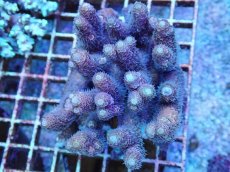 画像1: No.67 オーストラリア産 ハイマツミドリイシ　カット個体 (1)