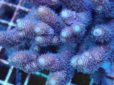 画像2: No.67 オーストラリア産 ハイマツミドリイシ　カット個体 (2)