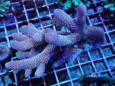 画像1: No.68 オーストラリア産 スパスラータ (1)