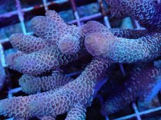 画像2: No.68 オーストラリア産 スパスラータ (2)