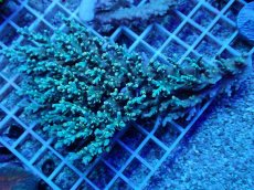 画像1: No.69 スペシオーサ　　【珍しい、レアな個体♪】 (1)