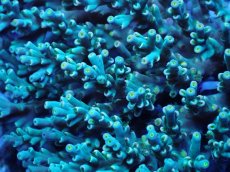 画像2: No.69 スペシオーサ　　【珍しい、レアな個体♪】 (2)