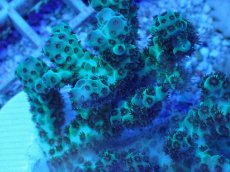 画像2: No.70 オーストラリア産 カドエダイドリイシ (2)