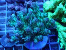 画像1: No.71 オーストラリア産 カドエダイドリイシ (1)