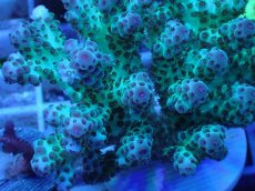 画像2: No.71 オーストラリア産 カドエダイドリイシ (2)