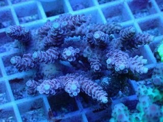 No.31 浅場ミドリイシを買うならアクアスタイルユー 大阪のサンゴ専門