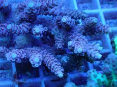 画像2: No.72 浅場ミドリイシ (2)