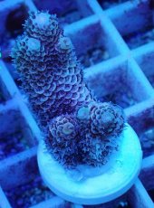 画像1: No.73 オーストラリア産 ハイマツミドリイシ (1)