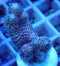 画像2: No.73 オーストラリア産 ハイマツミドリイシ (2)