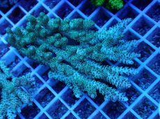 画像1: No.74 オーストラリア産 クシハダミドリイシ (1)