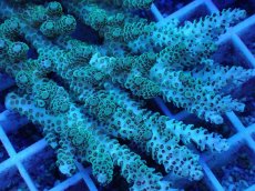 画像2: No.74 オーストラリア産 クシハダミドリイシ (2)