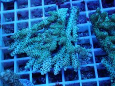 画像1: No.75 オーストラリア産 クシハダミドリイシ (1)