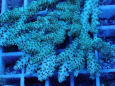 画像2: No.75 オーストラリア産 クシハダミドリイシ (2)