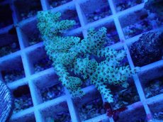 画像1: No.76 オーストラリア産 クシハダミドリイシ (1)