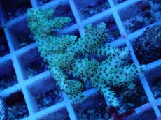 画像2: No.76 オーストラリア産 クシハダミドリイシ (2)