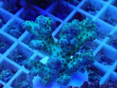 画像1: No.77 オーストラリア産 カドエダミドリイシ (1)