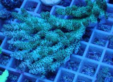 画像1: No.78 ウスエダミドリイシ　マルチ (1)