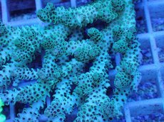 画像2: No.78 ウスエダミドリイシ　マルチ (2)