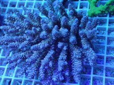 画像1: No.79 オーストラリア産 クシハダミドリイシ (1)