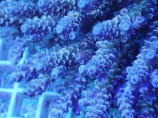 画像2: No.79 オーストラリア産 クシハダミドリイシ (2)