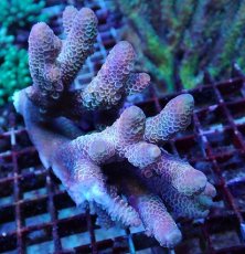 画像1: No.80 オーストラリア産 スパスラータ (1)