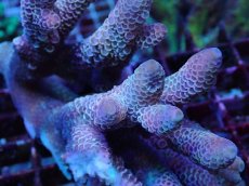 画像2: No.80 オーストラリア産 スパスラータ (2)