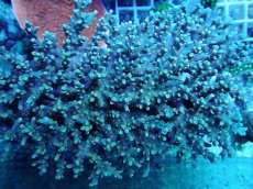 画像1: No.81 スペシオーサ　　【珍しい、レアな個体♪】 (1)