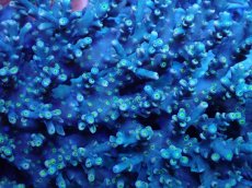 画像2: No.81 スペシオーサ　　【珍しい、レアな個体♪】 (2)